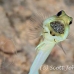 jawfish_yellowhead_dd_fc_h_0428_tci1631.jpg
